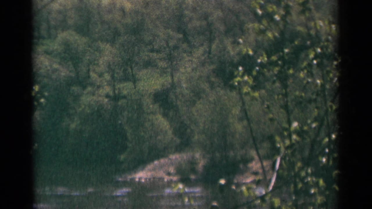 1964 Minnesota 8mm frame of a wooded river edge, with brush, shallow water, and soft handheld focus through leaves.
