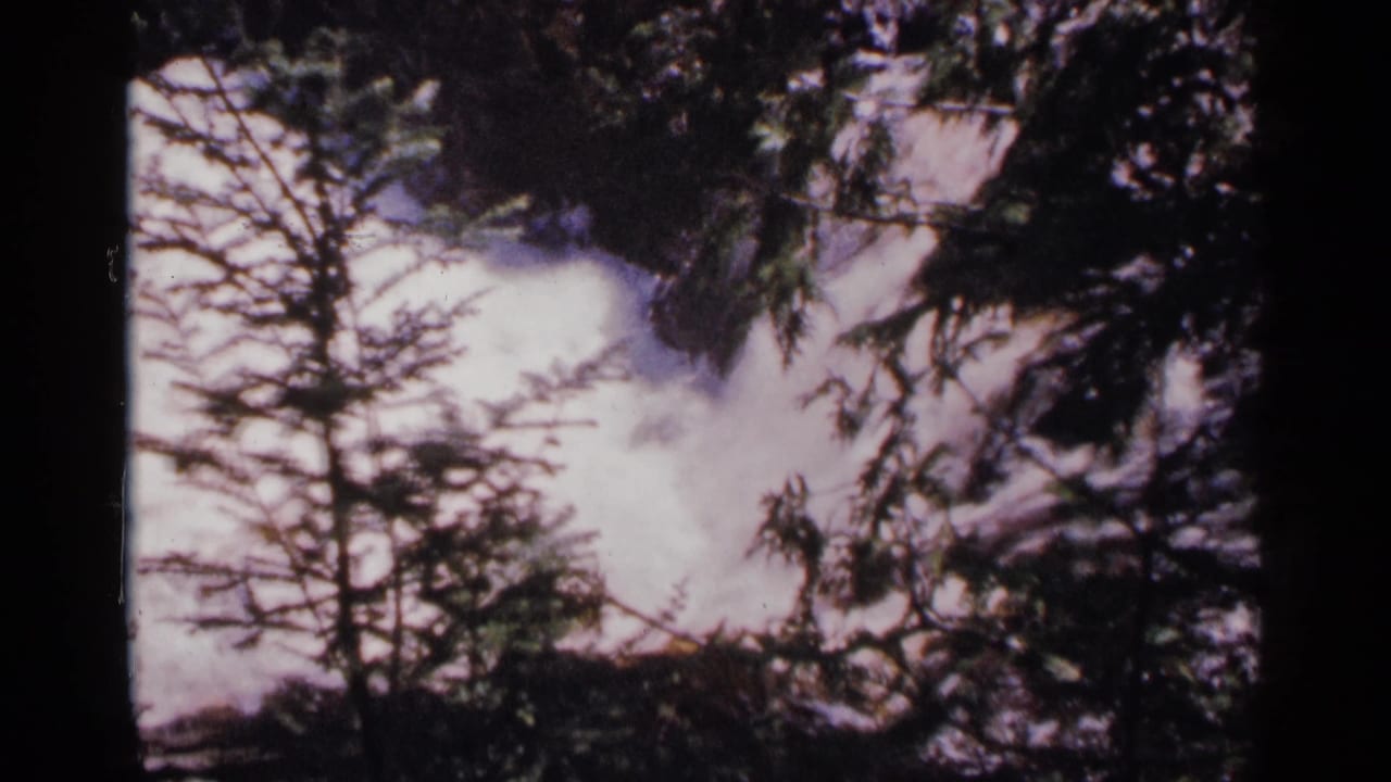 Foaming rapids partly obscured by dark pine branches.