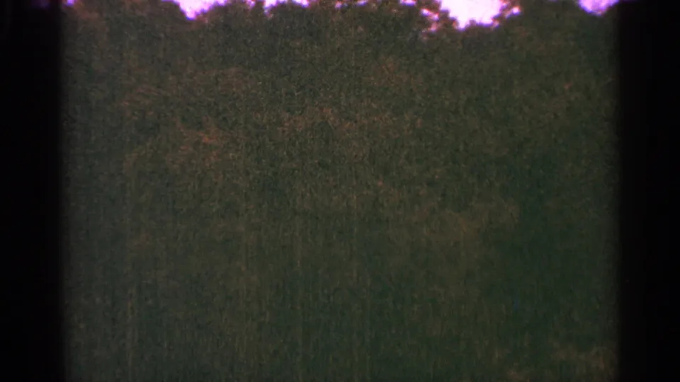 1964 Minnesota 8mm frame showing a close roadside view of dense trees and dark vegetation during a moving drive.