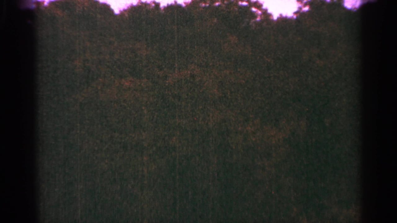 Dark green tree line beneath a purple-tinted sky with heavy 8mm frame edges.