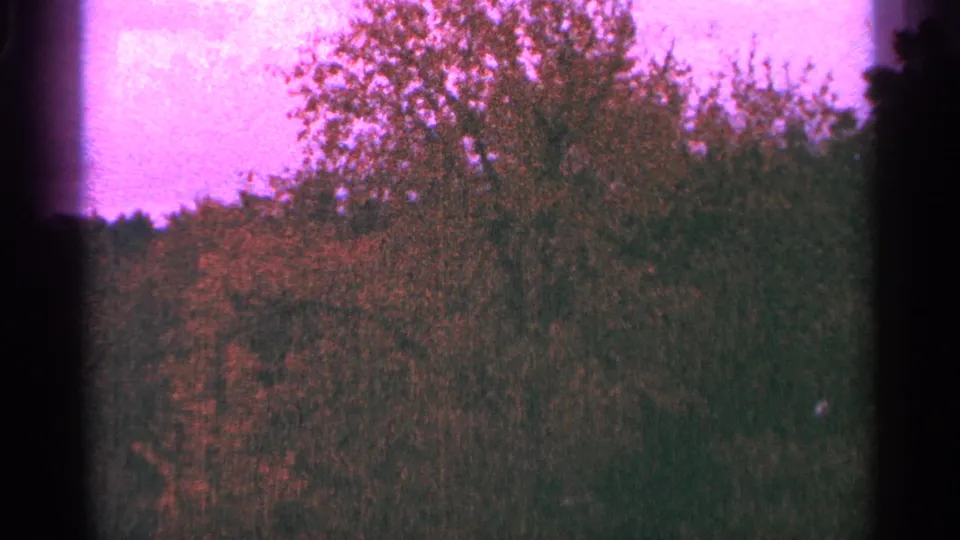 1964 Minnesota 8mm frame showing dense forest canopy, soft wooded background, purple sky, and dark film-edge shadows.