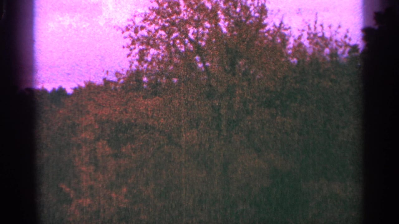 Soft 8mm frame of trees and foliage beneath a pink-purple sky.