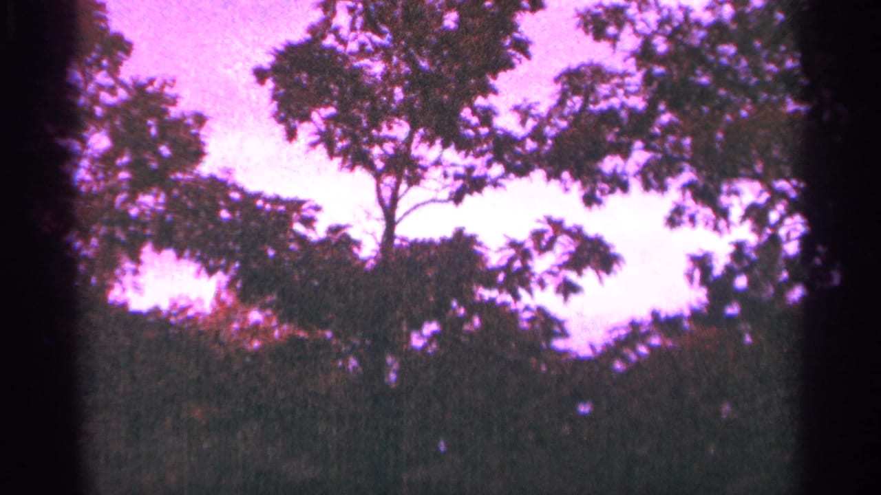 Tree silhouettes rise above a dark treeline against a pink-purple sky.