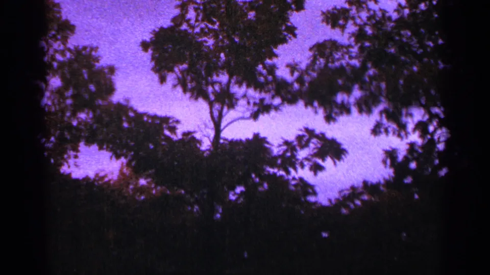 1964 Minnesota 8mm frame showing dark tree branches and wooded canopy against a purple-pink sky.