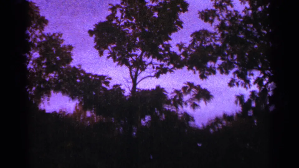 Final 1964 Minnesota frame showing silhouetted trees and foliage beneath a saturated purple and pink sky.