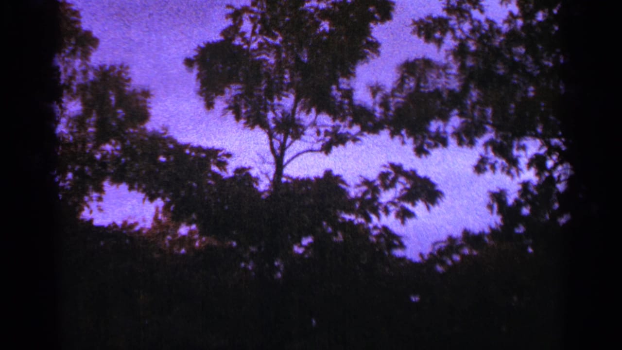 Dark tree silhouettes and foliage under a purple-tinted sky.