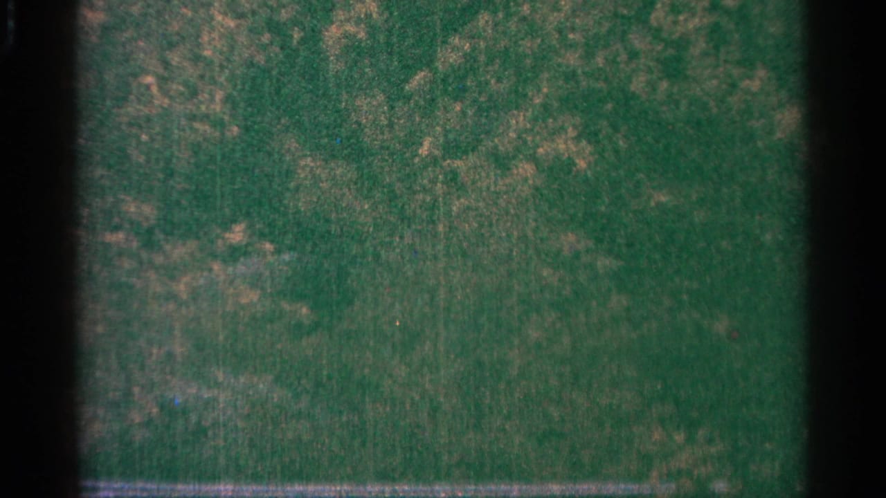 Soft green forest or ground texture framed by dark 8mm film edges.