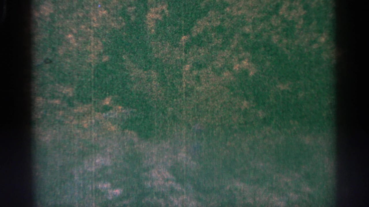 1964 Minnesota 8mm frame showing green woodland texture, mottled color, soft focus, and visible gate edges.