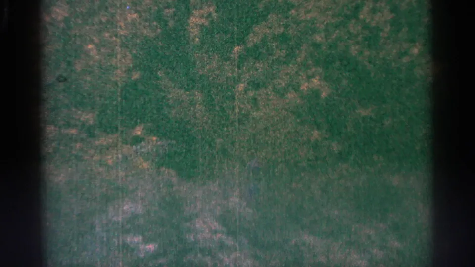 1964 Minnesota 8mm frame showing green woodland texture, mottled color, soft focus, and visible gate edges.