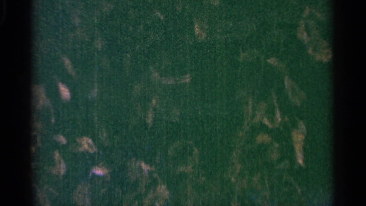 Dark green foliage fills the frame with pale scratches and mottled film texture.