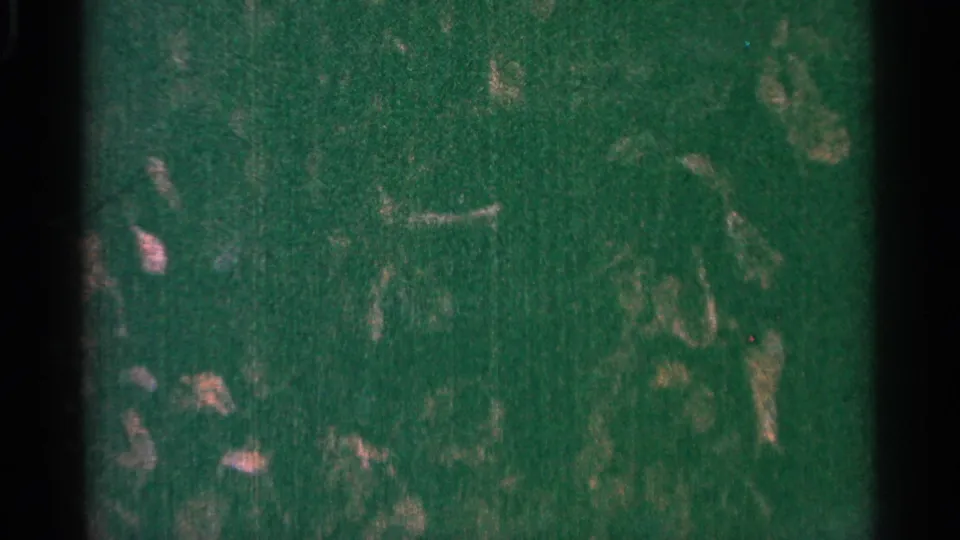 1964 Minnesota 8mm frame showing rain-darkened vegetation with visible scratches, dust, grain, and a black frame border.