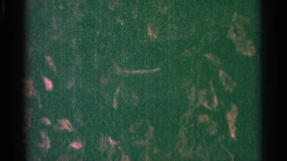 Green-tinted 8mm frame from the 1964 Minnesota clip, showing abstract texture, scratches, and film grain before the cat appears.