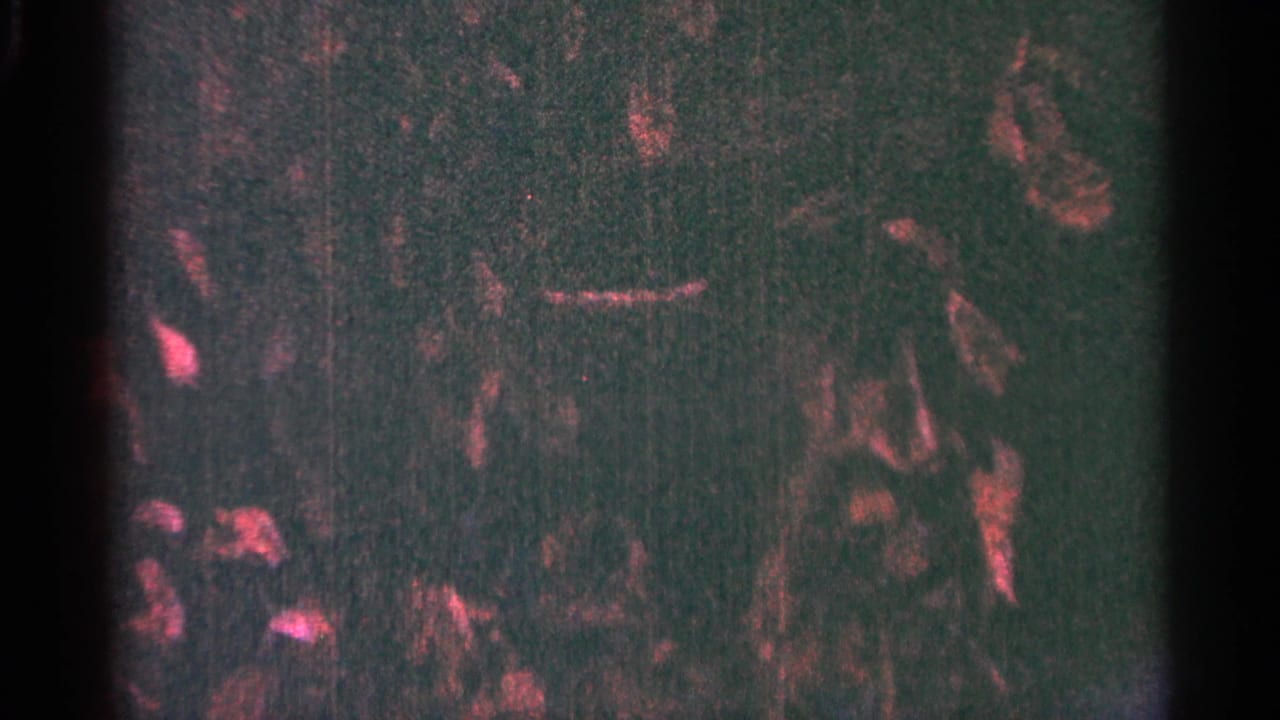 Abstract dark red and green film frame with scratches and grain.