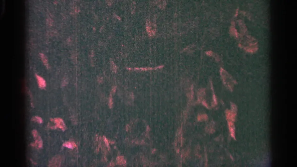Dark red and green 8mm frame from the 1964 Minnesota clip, with mottled film texture and no identifiable subject visible.