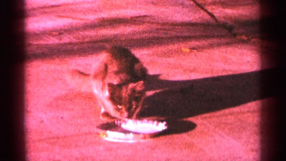 A tabby cat drinks from a small dish on concrete in low-light 1964 Minnesota home-movie footage with a strong red cast.