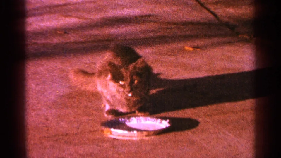 The cat remains beside the shallow dish on concrete, with red-brown color shift, soft focus, grain, and dark frame edges.