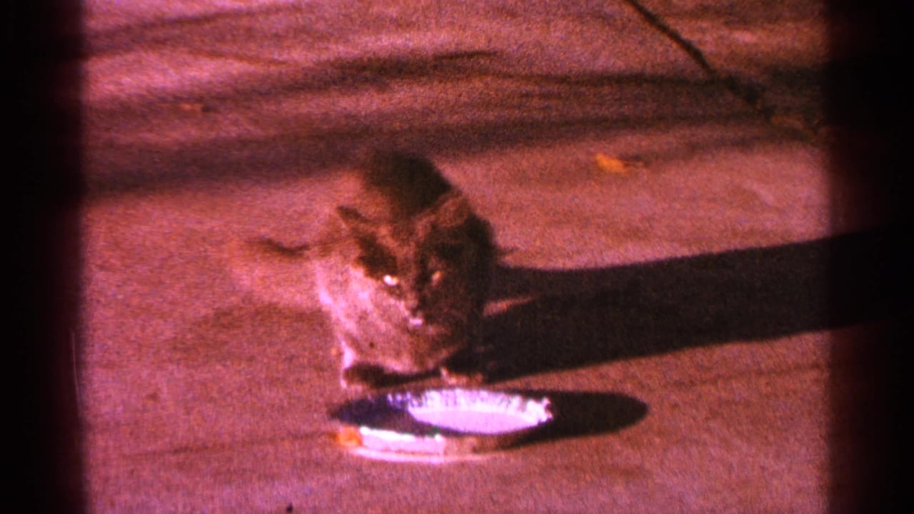 Brown tabby cat eating from a metal dish on a sidewalk at night.