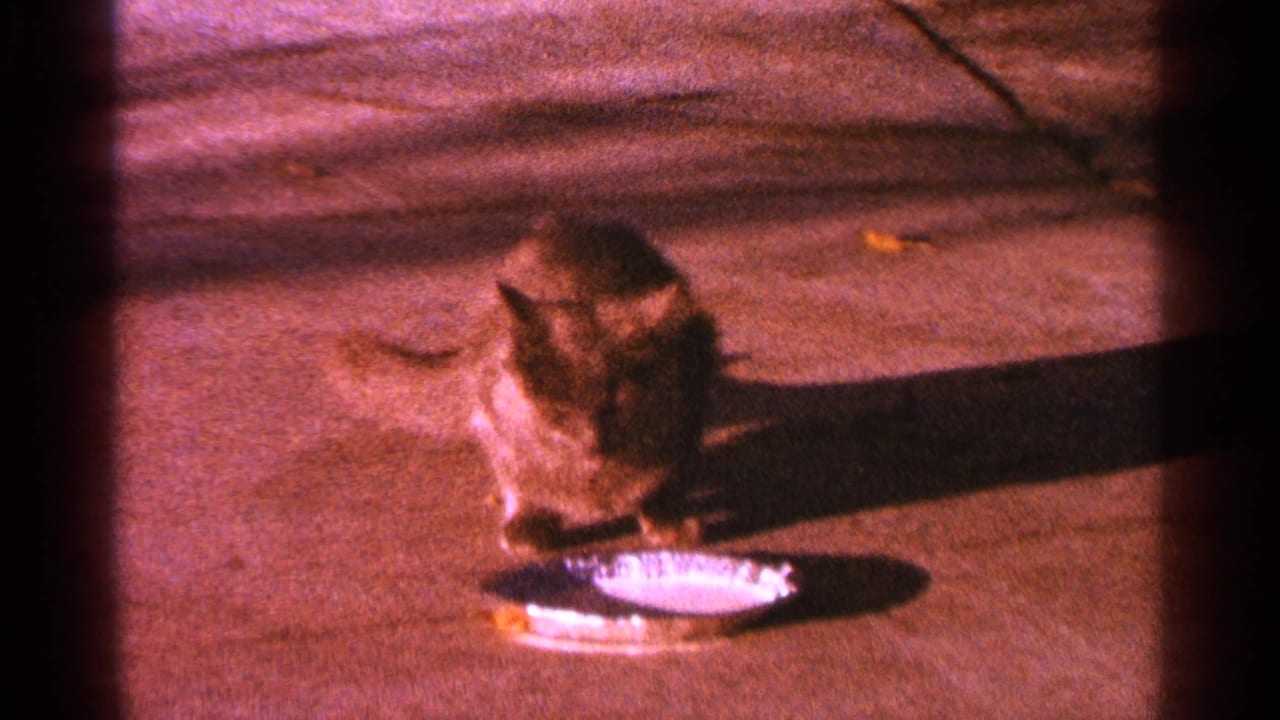 A brown tabby cat stands over a shallow silver dish on a Minnesota sidewalk in reddish 1964 8mm home-movie footage.