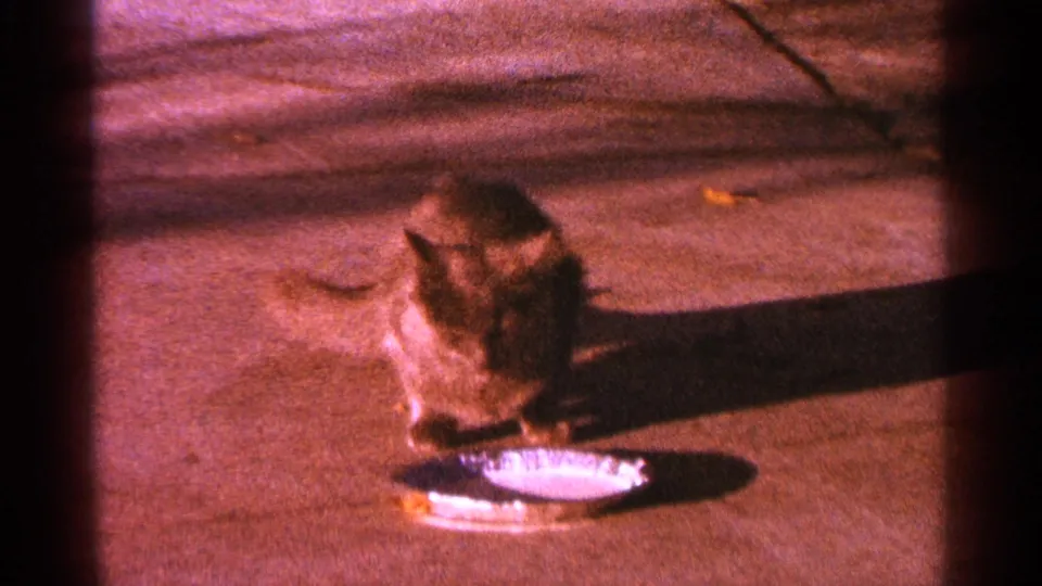 A brown tabby cat stands over a shallow silver dish on a Minnesota sidewalk in reddish 1964 8mm home-movie footage.