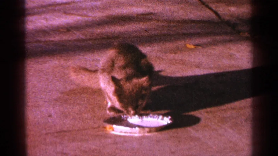 A brown tabby cat eats from a shallow metal dish on a paved sidewalk, captured in soft reddish 8mm footage from Minnesota in 1964.