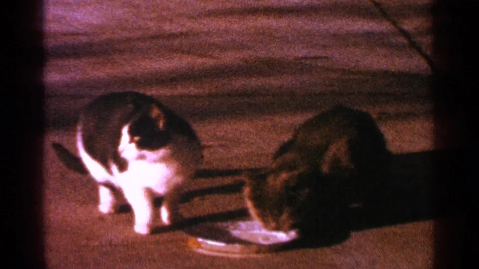 A black and white cat sits beside a brown tabby cat feeding from a metal dish on a Minnesota sidewalk in 1964 home-movie footage.