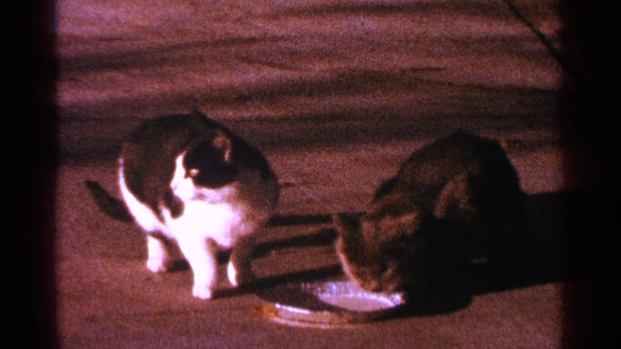 Two cats beside a shallow bowl on a paved surface.