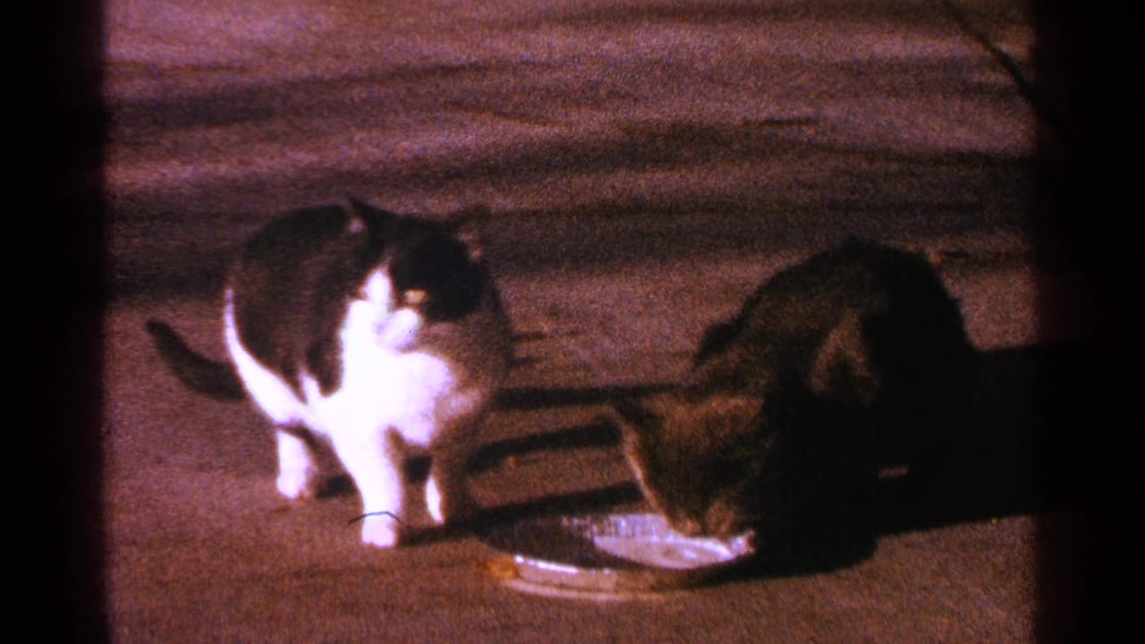 The black and white cat looks alert as the dark-colored cat keeps its head near the shallow milk bowl in the 1964 Minnesota scene.