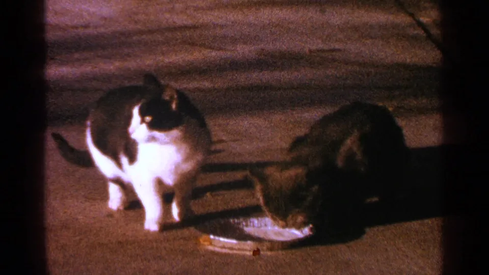 The 1964 Minnesota home-movie frame shows the two cats still gathered at the shallow bowl, with the paved ground and dark frame edge visible.