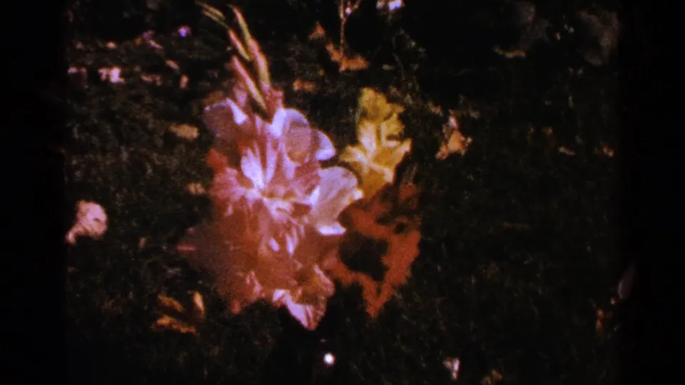 A brief garden cutaway in the 1964 Minnesota footage shows a pale pink flower blooming amid dark leaves and surrounding plants.