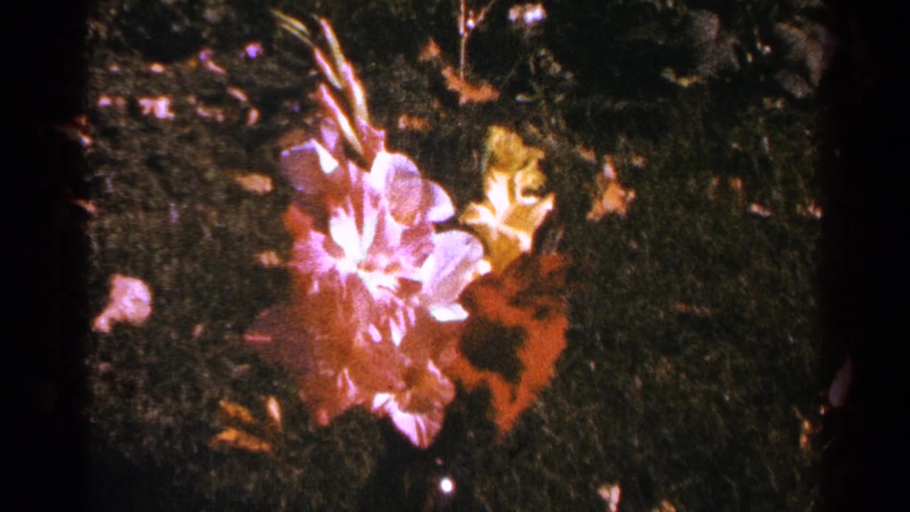 Pink and red flower lying among grass and scattered leaves.