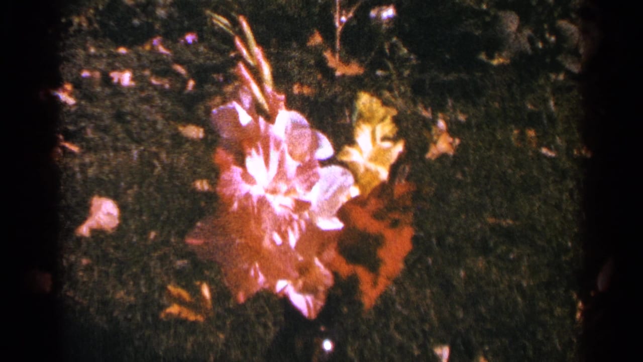 The flower remains centered in a soft, grainy 1964 Minnesota garden view with grass and autumn leaves around it.