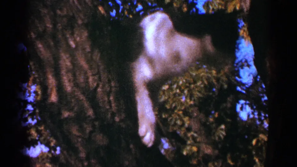 The final frame shifts away from the flower to a blurred pale shape near a tree trunk, with blue shadows and leafy ground visible.