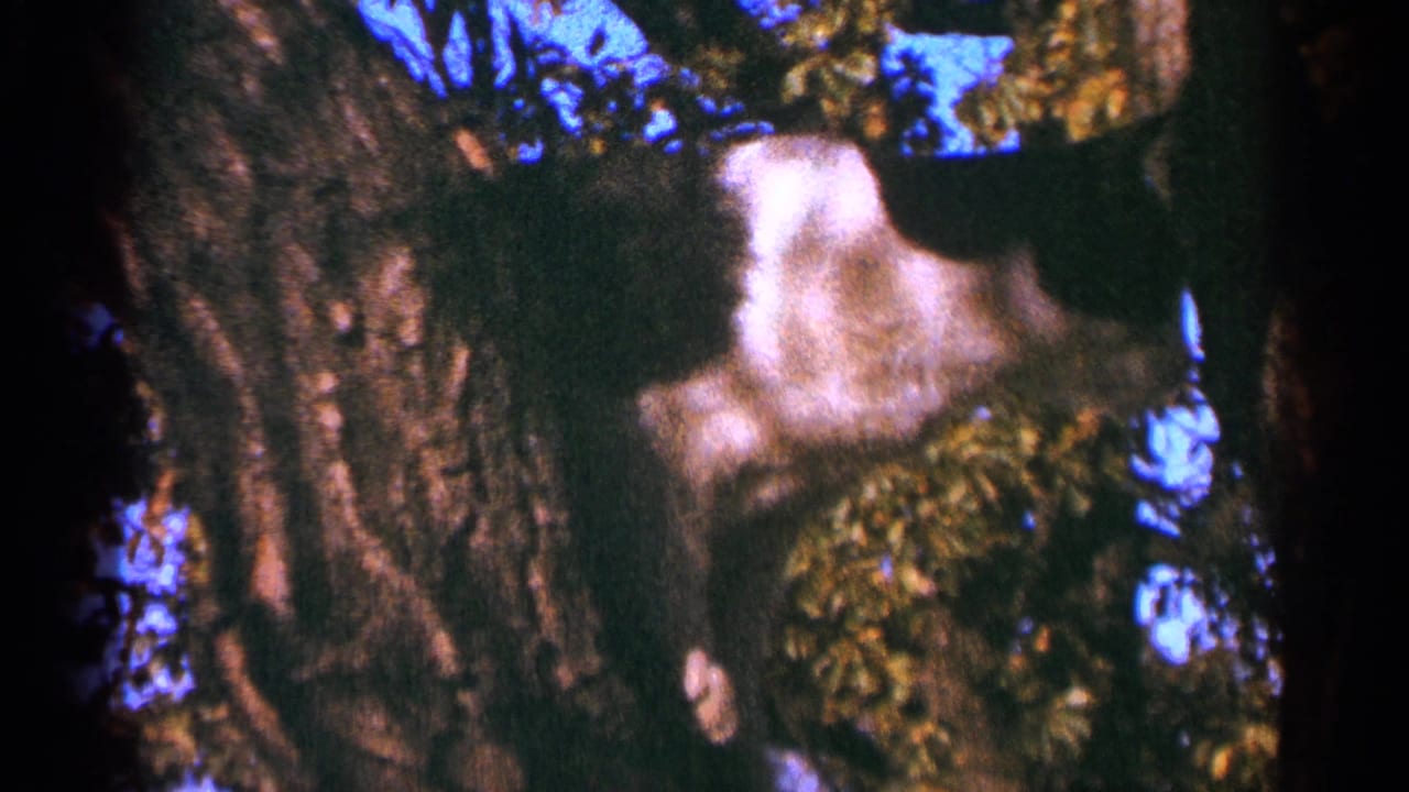 Black-and-white cat clings to a leafy tree beside a darker cat shape.