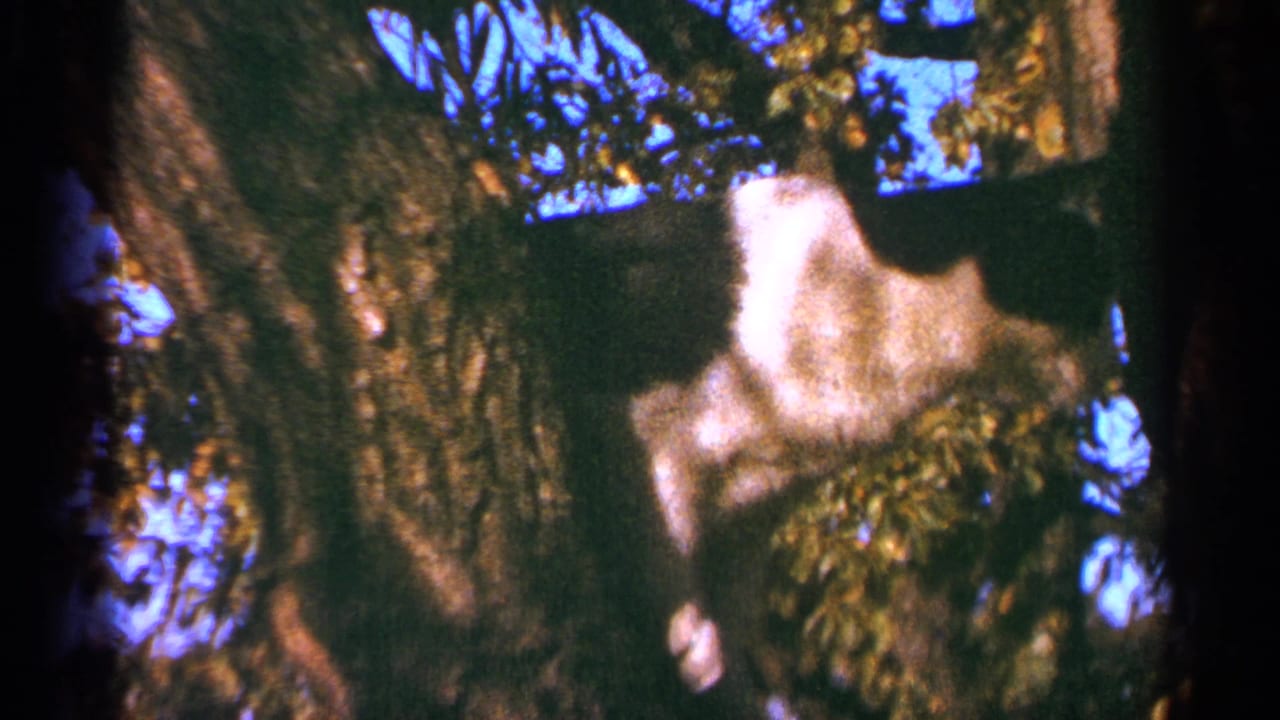 1964 Minnesota 8mm frame of a black-and-white cat pressed against a tree trunk, surrounded by foliage and patches of blue sky.