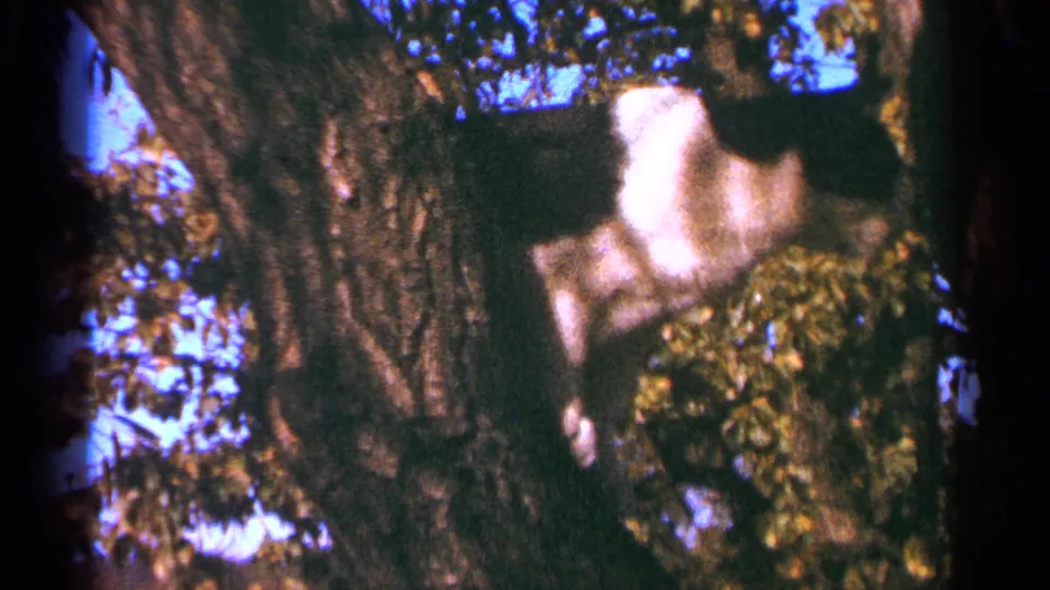 1964 Minnesota 8mm frame showing a black-and-white cat moving through branches beside a rough tree trunk in dappled light.