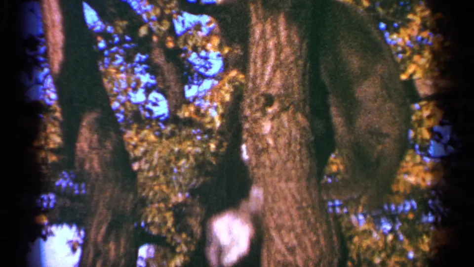 1964 Minnesota 8mm frame with a dark cat on the right side of a tree trunk, foliage behind it, and a pale cat marking lower in frame.