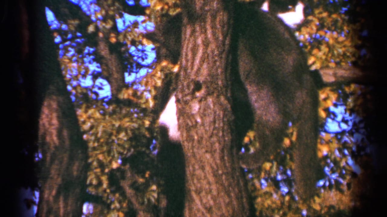 Tree trunks and branches against blue sky, with a black-and-white cat partly visible near the upper left.