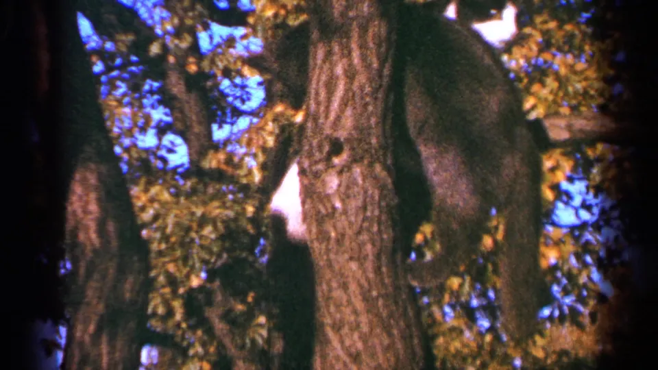 1964 Minnesota 8mm frame showing leafy tree trunks and a partially visible black-and-white cat high among branches.