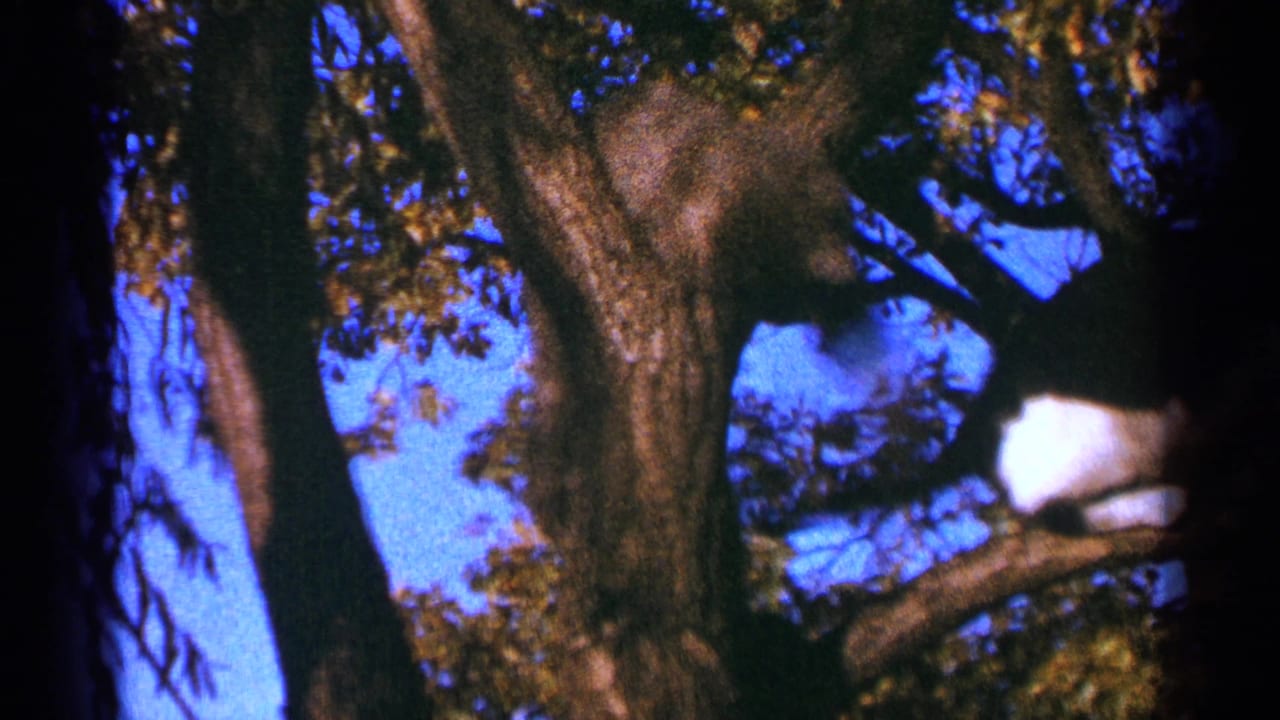 A black-and-white cat rests on a high branch near the right side of a leafy tree.