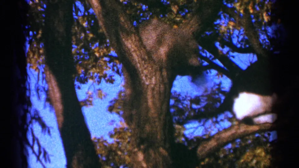 1964 Minnesota home-movie frame of a black-and-white cat perched on a branch among thick trunks and autumn leaves.