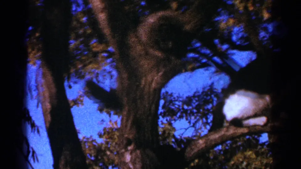 1964 Minnesota 8mm frame showing a cat crouched on a branch beneath heavy limbs in a leafy tree.