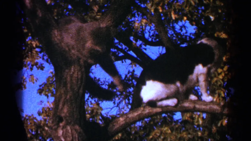1964 Minnesota home-movie frame with a black-and-white cat on a branch and a second dark cat-like shape above in the tree.