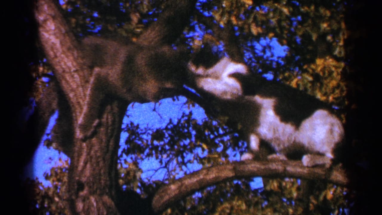 Two cats face each other on tree branches against blue sky and leaves.