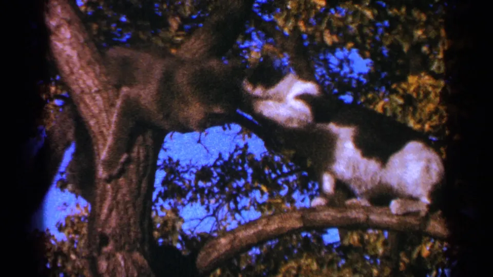 In 1964 Minnesota home-movie footage, two cats appear to confront each other on branches in a leafy tree.