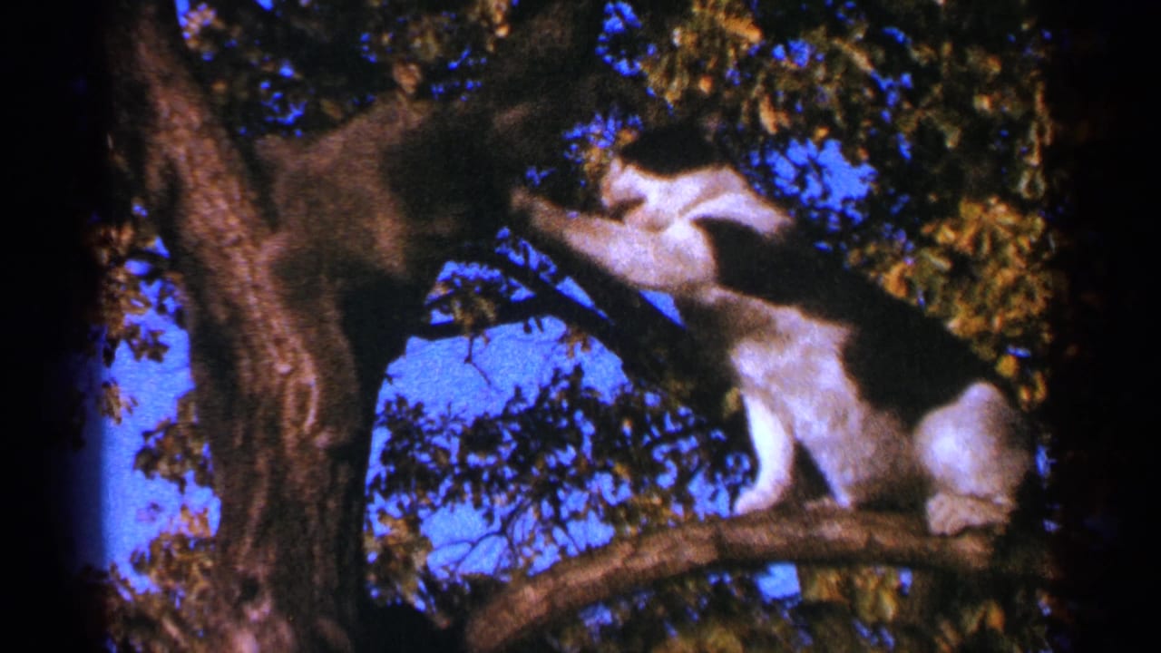 A black-and-white cat stretches toward a darker cat beside a tree trunk.