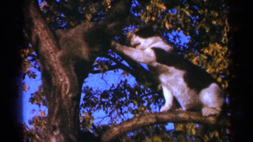The black-and-white cat reaches across a branch toward a darker cat in a leafy tree, with saturated 8mm color visible.