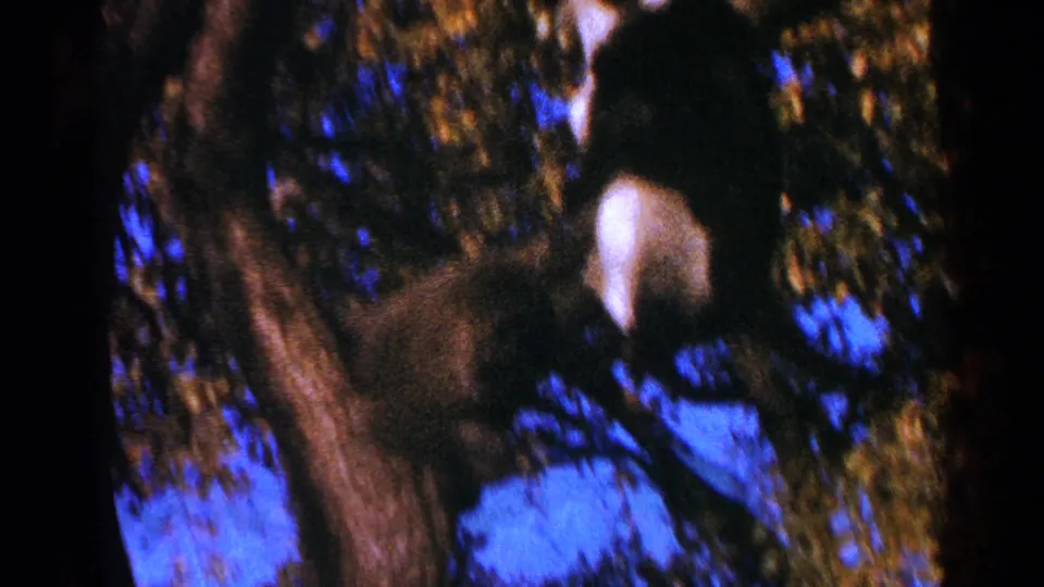 The cats shift higher in the tree, partly obscured by branches and leaves in grainy 1964 Minnesota 8mm footage.