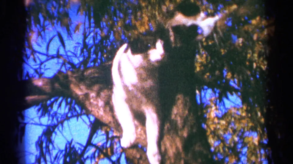 A black-and-white cat stands against the trunk as the darker cat appears higher in the leafy tree, filmed in a vintage 8mm home-movie style.