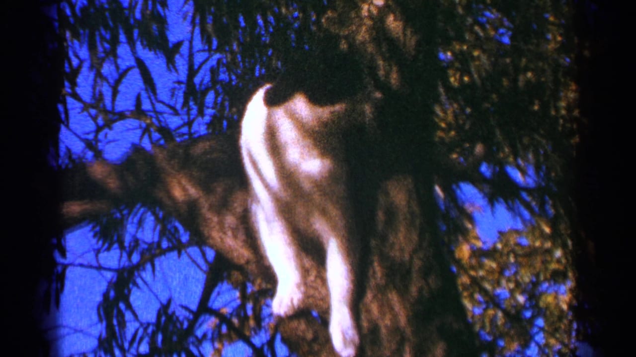Black-and-white cat perched high on a tree branch against blue sky.