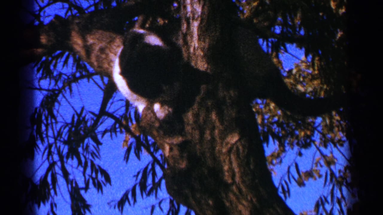Cat turned on a tree limb near the trunk, surrounded by leaves.